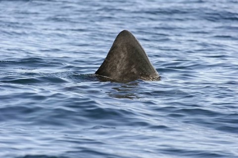 Basking shark
