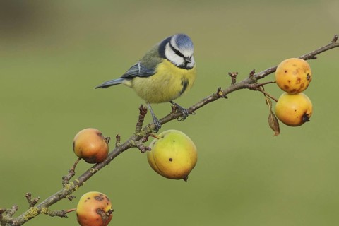 Blue Tit