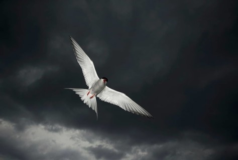 Arctic Tern
