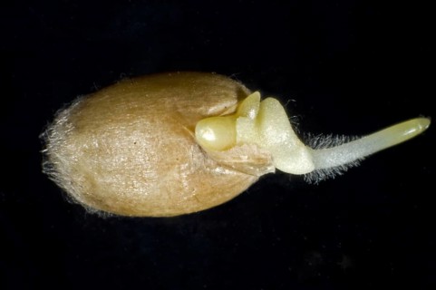Germinating seed of winter wheat