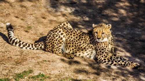 Cheetah