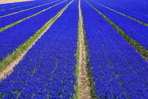 Fields of grape hyacinths in bloom