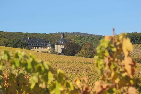 Autumn Landscape with Vines and Vollrads Castle