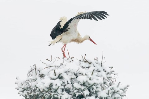 White stork standing in the nest in the middle of a snowstorm and shaking off the snow with wing beats
