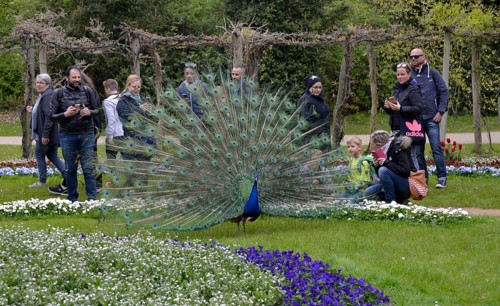 Peacock
