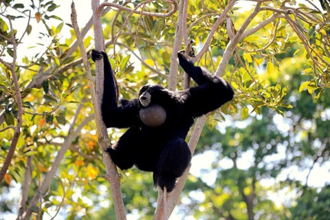 Siamang