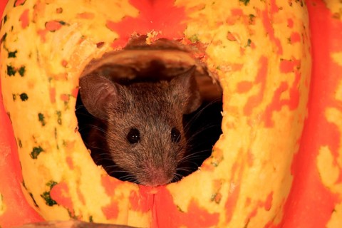 House Mouse