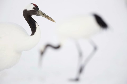 Japanese red-crowned crane