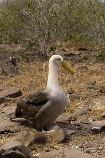 Waved Albatross