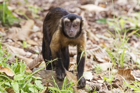 Brown Capuchin