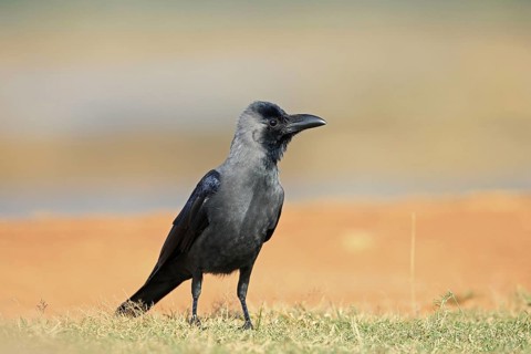 House Crow