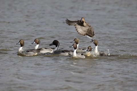 Northern pintail