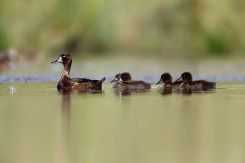 Tufted Duck