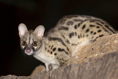 Rusty-spotted genet