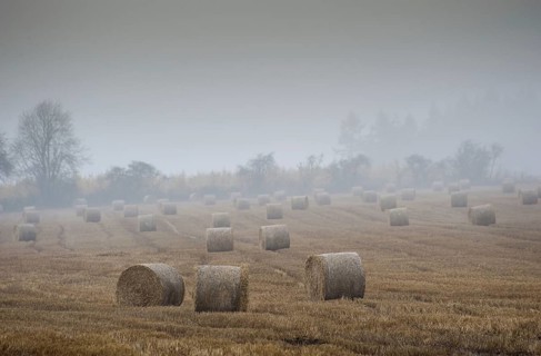 Round bales of straw in a stubble field on a rainy and misty day