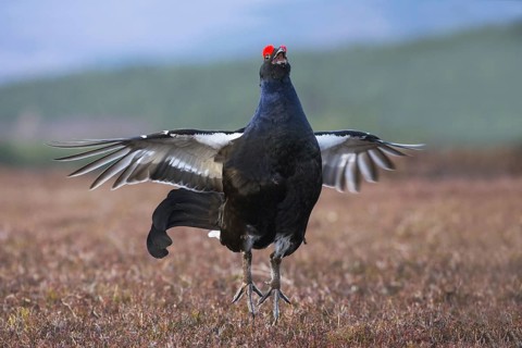 Black Grouse