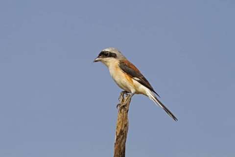 Bay-backed Shrike