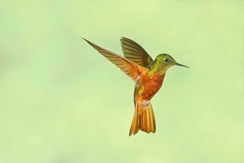 Chestnut-breasted Coronet