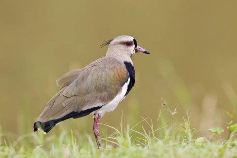Southern Lapwing