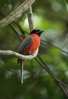 Scarlet-rumped trogon