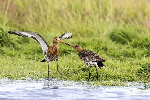 Black-tailed godwits in summer plumage fight