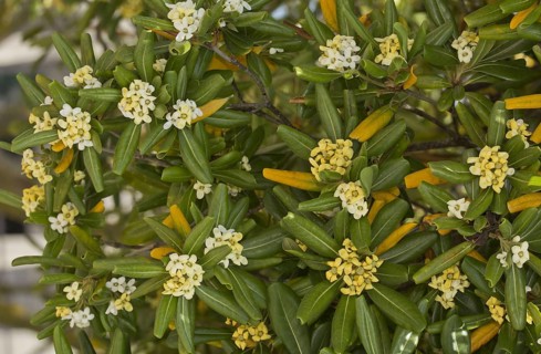 Japanese pittosporum