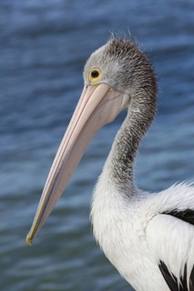 Australian Pelican