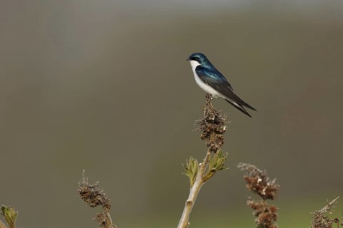 Tree Swallow