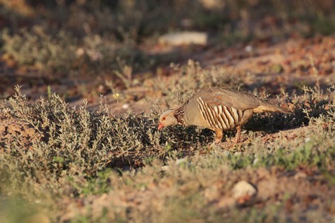 Barbary Partridge