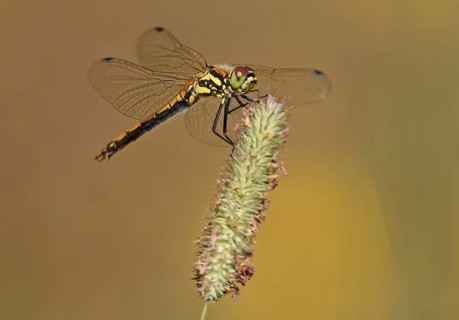 Black black darter