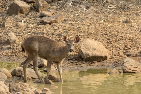 Sambar deer