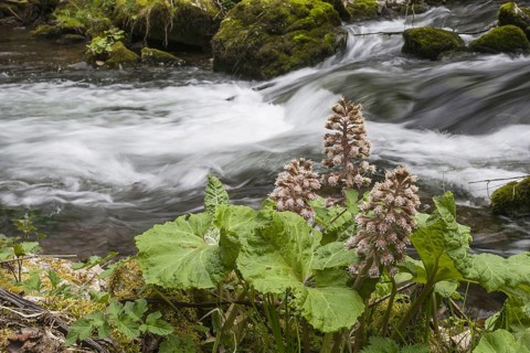 Butterbur