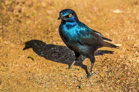 Glossy Starling