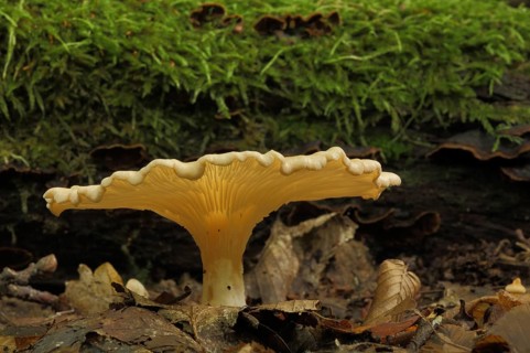 Funnel