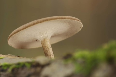 Bottom of the cap of the winter porling