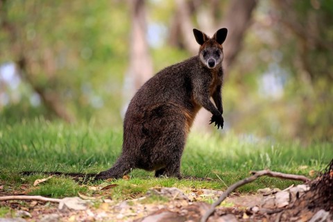 Swamp wallaby