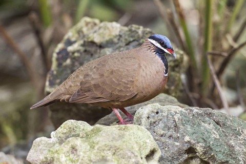 Cuban Pigeon