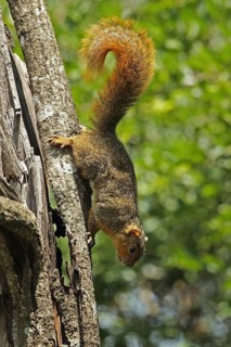 Red bush squirrel
