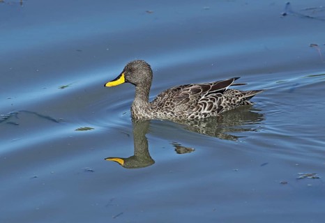 Yellow-billed Duck