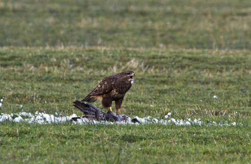 Buzzard feeding on Barnacle Goose