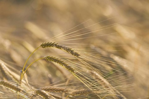 Harvest of barley