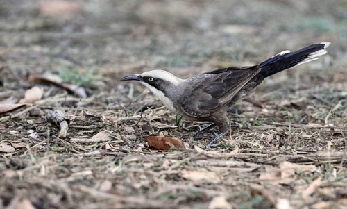 Grey-crowned Babbler