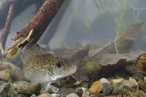Eurasian Ruffe