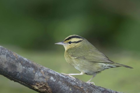 Worm-eating warbler