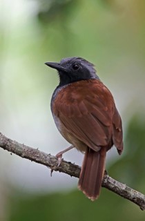 White-bellied Antbird