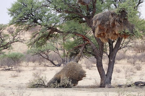Gregarious weaver