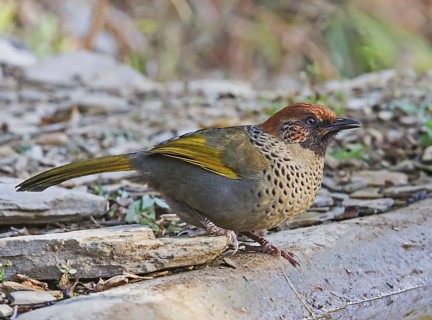 Chestnut-crowned Laughing Thrush