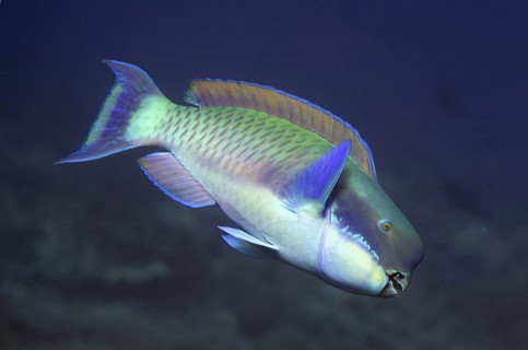 Steephead parrotfish