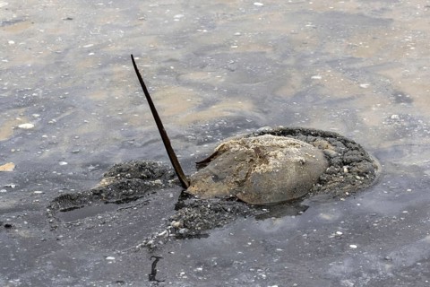 Adult Atlantic horseshoe crab in shallow water with raised tail