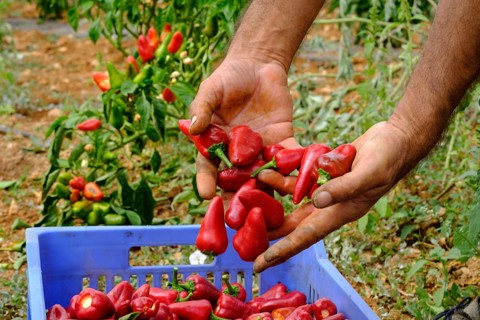 Tap de Corti bell pepper plantation